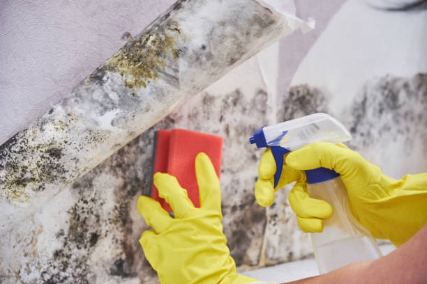 Best Real Estate Mold Inspection  in St Pete Beach, FL